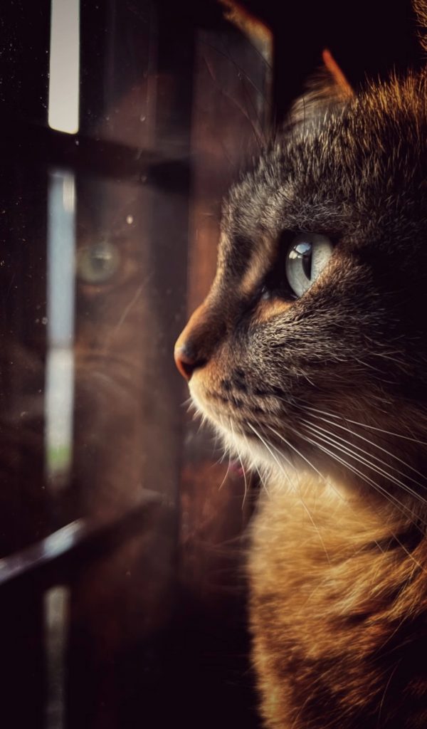 E' la quiete che non sapevo di cercare,
la presenza che non chiede, che non pretende,
che scalda senza fare rumore.
È un piccolo faro nei giorni confusi,
un promemoria vivente che la tranquillità esiste davvero,
ed è fatta di piccoli momenti condivisi.