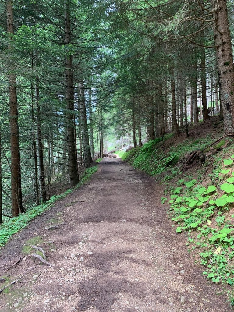 una camminata nel bosco