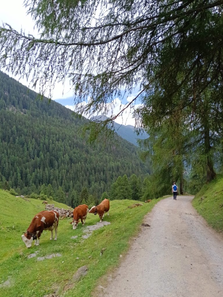 ...fare un'escursione in alta quota immersi nel verde della natura con animali liberi e ossigeno allo stato puro, la vera vacanza è poter pensare alla salute.