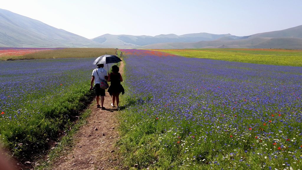 ...passeggiare in mezzo a campi fioriti