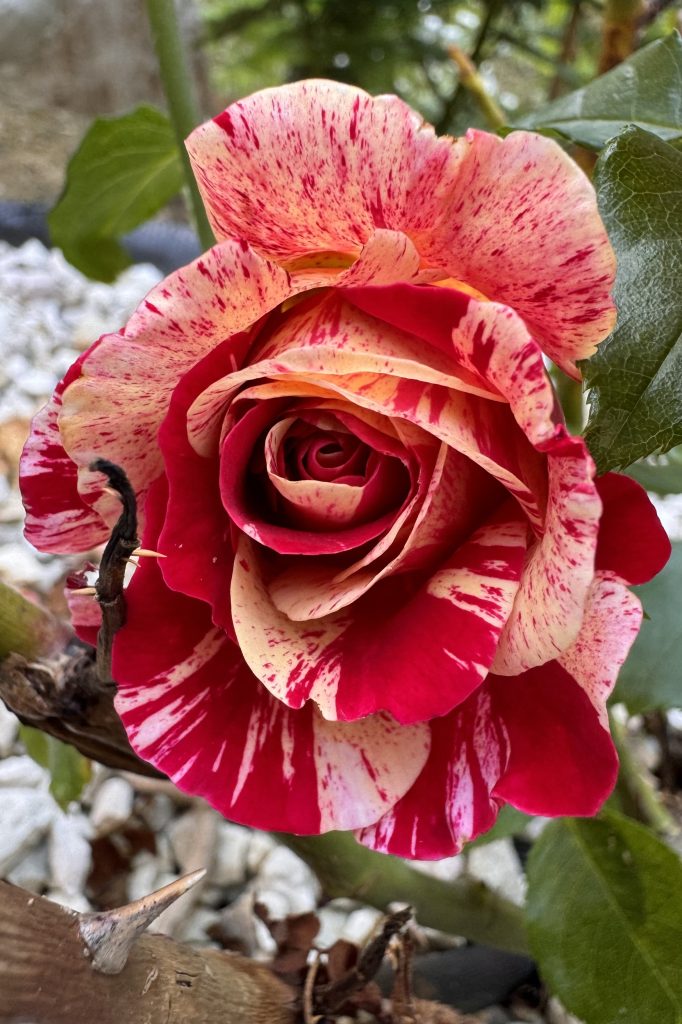 Sentirmi piena di autostima come una meravigliosa rosa!