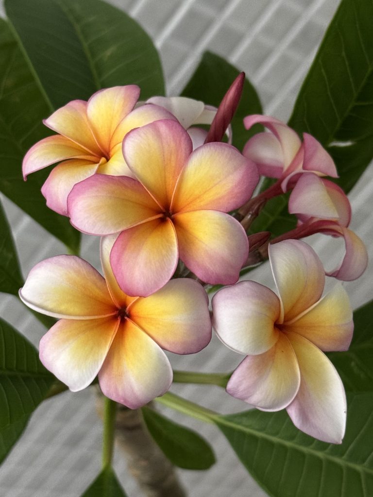 Imitare la resilienza e ottimismo di un fiore, per sbocciare e dare il meglio di me.