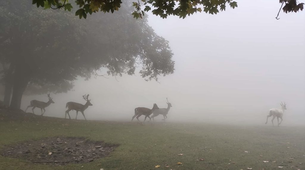 «Stagione di nebbie e di matura dolcezza.» — John Keats