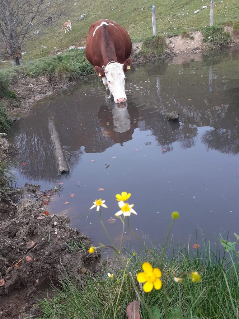 Ammirare la bellezza della natura