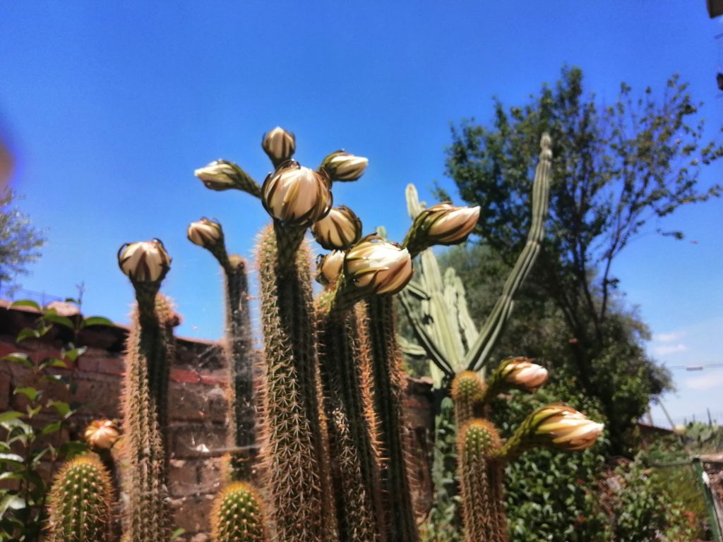 attendere, pazientemente, l'esplosione della bellezza.