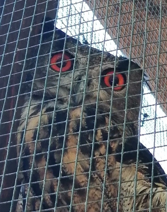 osservarti anche se in gabbia sei stato salvato da chi non ti amava.