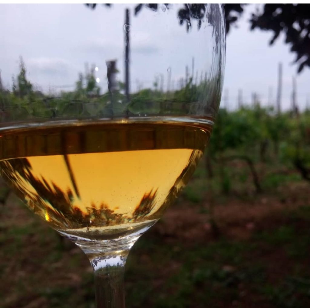 brindare alla vita. Il vino cosa e'? Il vino e' la luce del sole mischiato all'umidita' della vite. Concordo pienamente con Galileo Galilei.