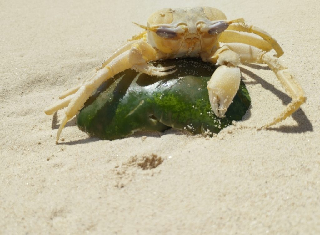 cercare di cogliere l'attimo immortalando un granchio triste seduto sulla buccia di un cocomero.