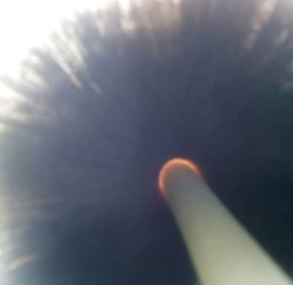 imparare ad osservare le cose da prospettive diverse, iniziando da un fungo