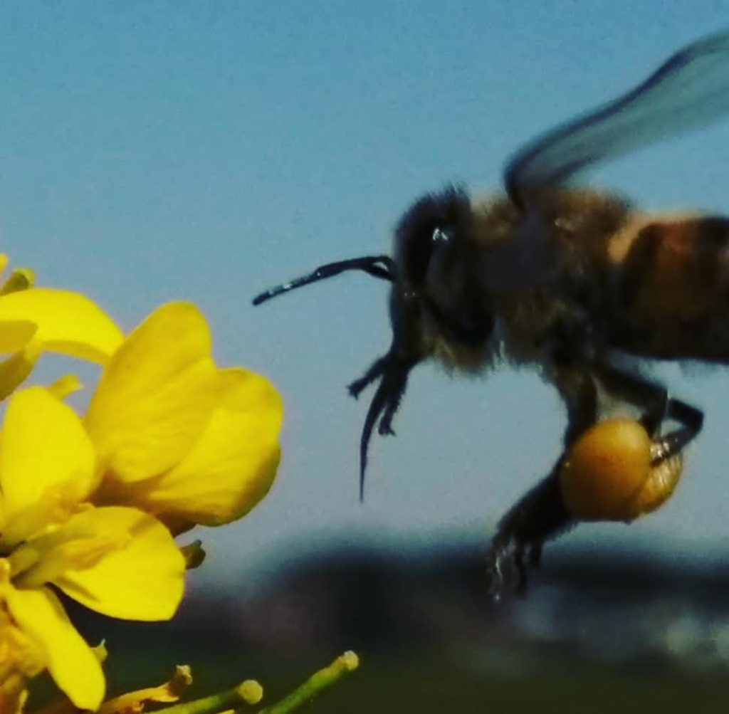 avvicinarmi alla natura ed osservare.