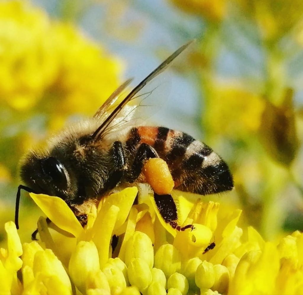 Proteggere il micro per salvare il macro.