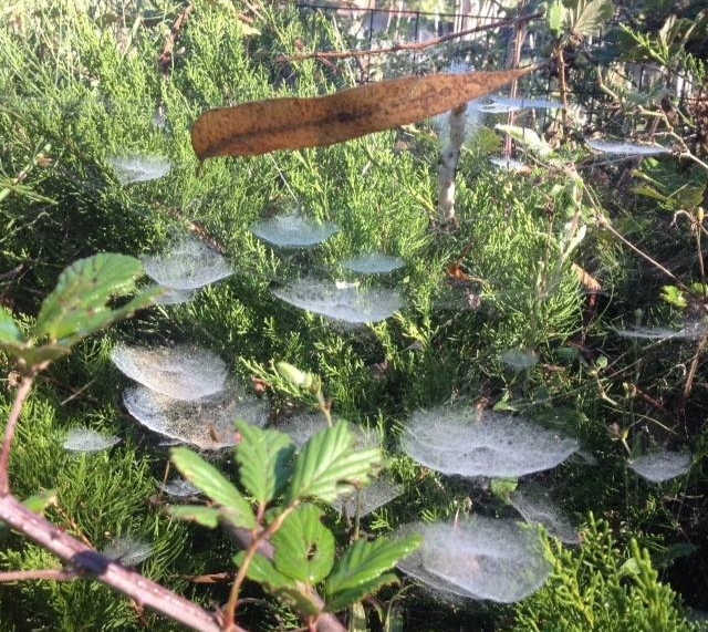 passeggiare nei parchi romani, seguendo ritmi lenti, e stupirmi davanti agli spettacoli offerti dalla natura, ragnatele e foglie sospese.