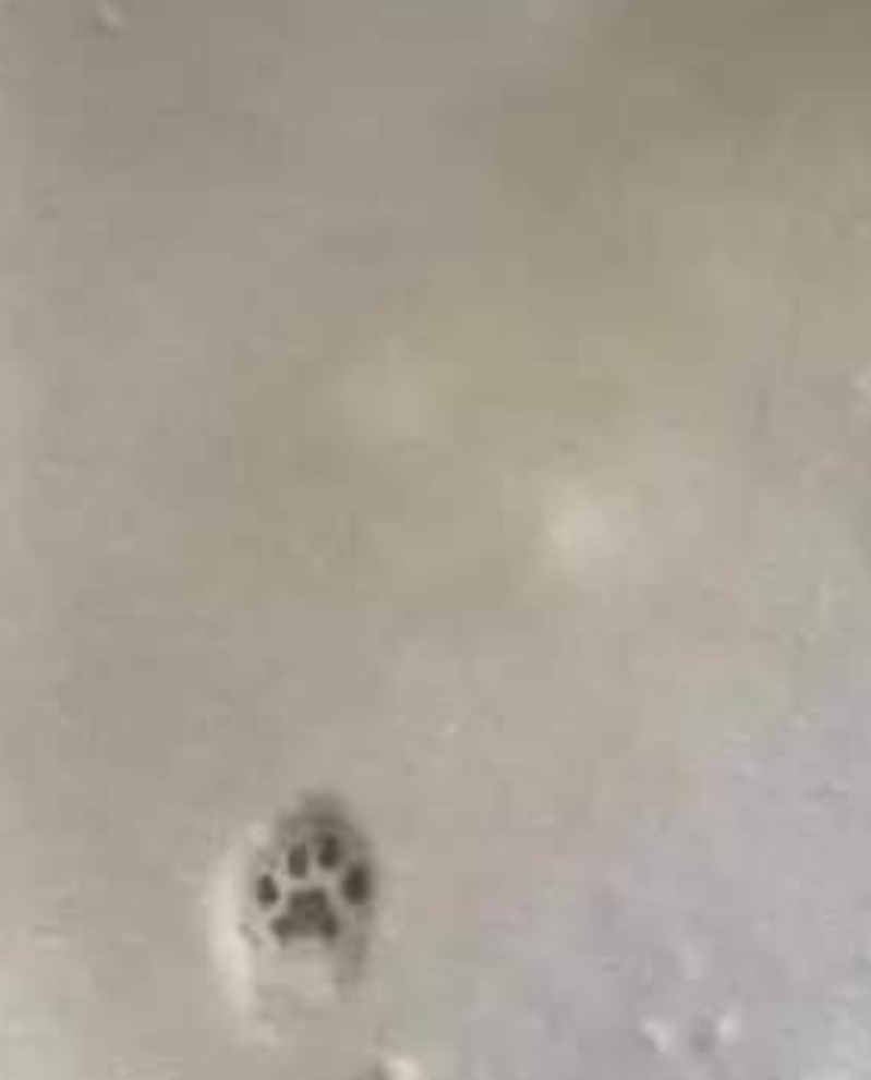 catturare l'orma prima che venga cancellata dalla neve.