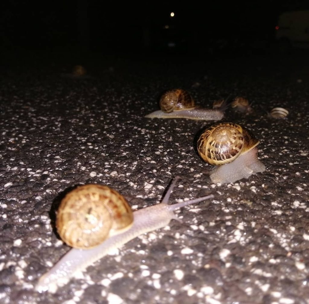 tornare a casa, dopo un giornata di pioggia, e trovare una processione lenta.
