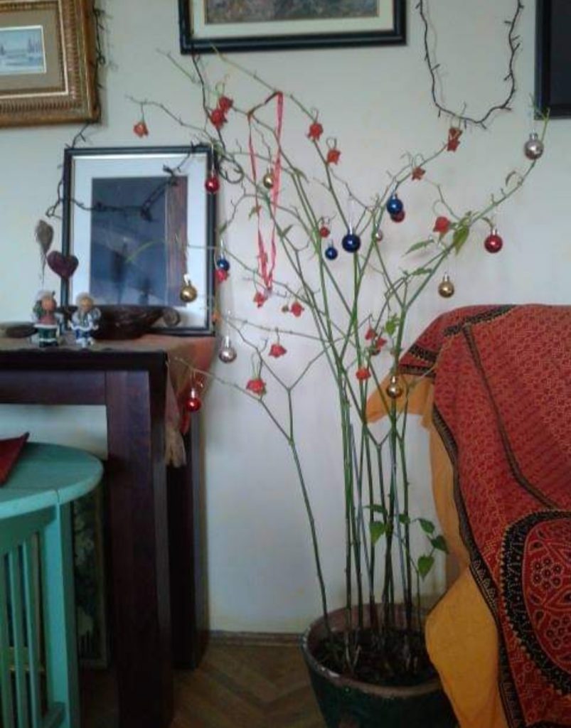 utilizzare la fantasia e trasformare una pianta di peperoncini in albero di natale.