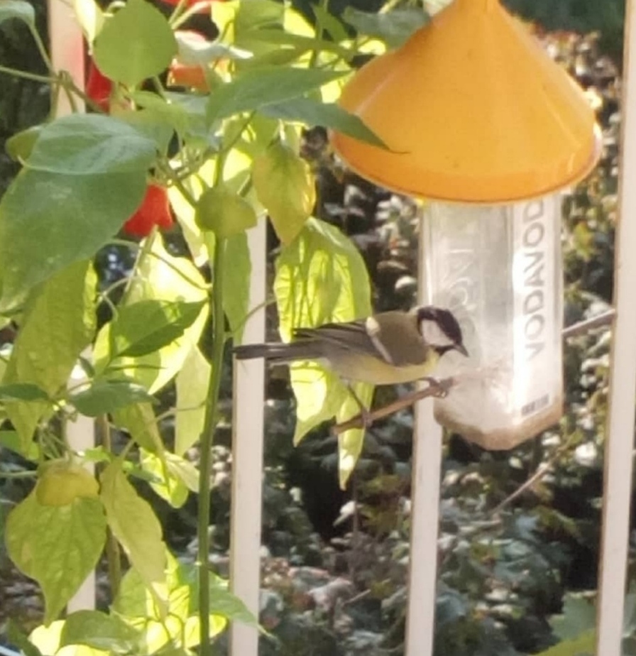 cercare di rafforzare i legami tra gli esseri umani e la natura. Per aiutare gli uccellini basta un balcone, tanti semi di girasole e delle mangiatoie costruite riciclando un po' di plastica. Forse, ora, siamo troppo lontani dalla natura per comprenderla. Esercizi di riavvicinamento.