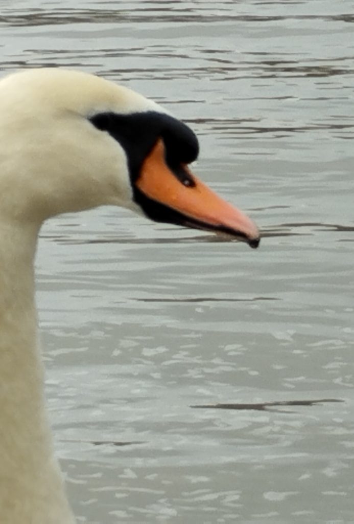 passeggiare lungo il grande fiume, il Danubio.
Ricercare il contatto con la natura tutta, scrutare gli occhi di un cigno, aumentare il mio ben-essere.