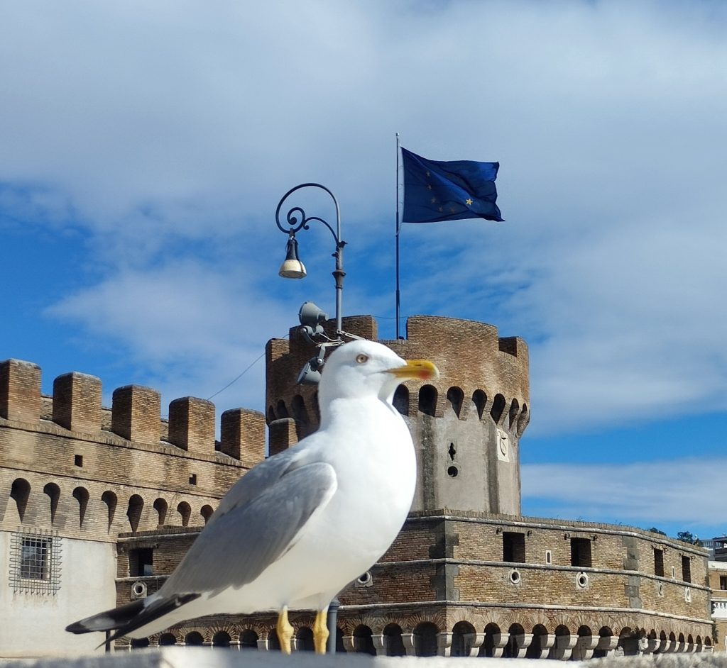 osservare i gabbiani, turisti, in citta'.