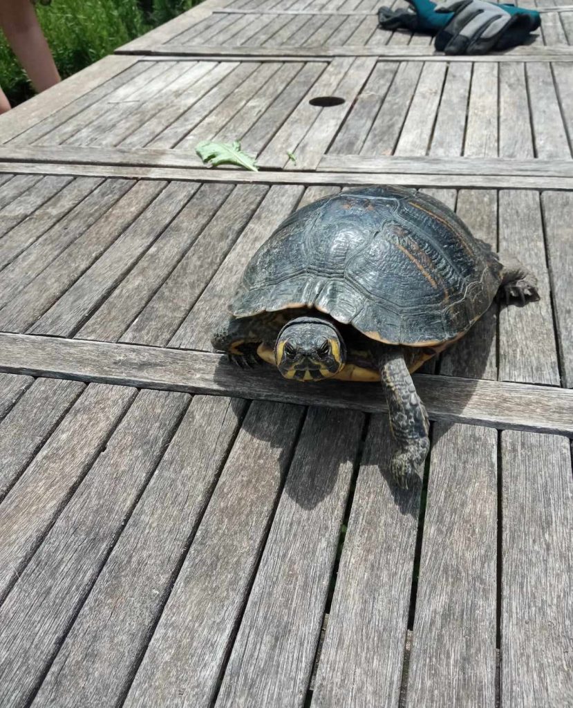 la soddisfazione quando aiuto un animale in difficoltà… Questa mattina ho visto in giardino una tartaruga, dopo aver fatto delle ricerche ho trovato che era una specie d’acqua dolce ed allora l’ho portata alla Riserva Naturale Lago di Vico dove si è messa subito a nuotare con un’amichetta, che gioia!!!
Immortalata mentre sta per gettarsi in acqua.