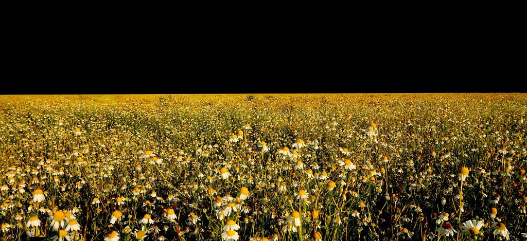 una bella tazza di camomilla, quanti benefici! Non solo contro l'ansia, ma anche per prevenire diverse malattie. Una preziosa alleata della pelle e dello stomaco e un toccasana contro ansia e stress. I fiori di camomilla, infatti, contengono azulene, acido salicilico, oleico, stearico e alfa-bisabolo, sostanze che veicolano le proprietà blandamente sedative e calmanti e aiutano a combattere ansia, stress e nervosismo.