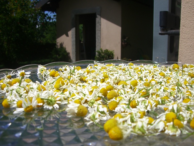 raccogliere e poi essiccare la camomilla; oltre ad essere una pianta dalle innumerevoli virtù benefiche questa attività può trasformarsi in un piacevole rituale rilassante… Mentre i fiori essiccano, l’aroma dolce e delicato della camomilla si diffonde nell’aria, creando un’atmosfera calda e accogliente; trovare momenti di tranquillità e serenità è essenziale nella frenesia quotidiana e dedicarsi alla cura delle erbe aromatiche può diventare un prezioso momento di benessere per sé stessi.