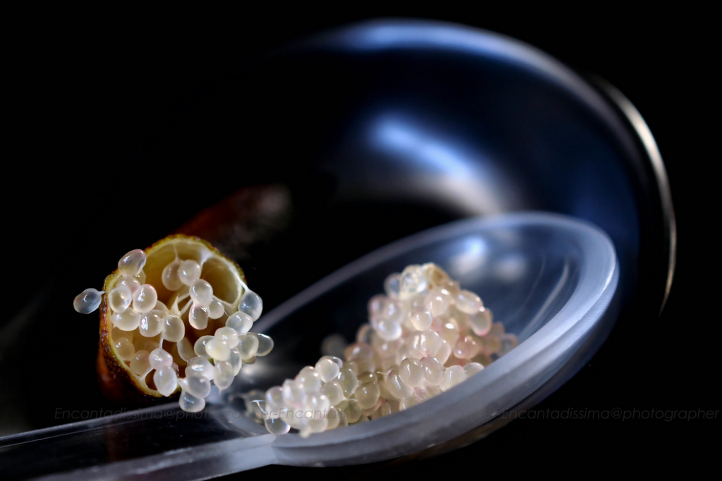 sperimentare l’alchimia di sapori in tavola e creare nuovi gusti in cucina: un tocco di finger lime, un frutto esotico australiano coltivato anche in Italia, da provare. Lo possiamo usare per innovare i nostri menù, dando un tocco in più alle nostre ricette, esaltando i sapori e scoprendo nuove grammatiche del gusto: il caviale di limone (come viene anche chiamato) può farci provare emozioni e regalare piacevoli sorprese al palato beneficiando delle sue innumerevoli proprietà salutari.