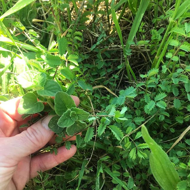 andare alla ricerca di erbe aromatiche. In cucina, così come in tanti altri ambiti della vita, a volte sono i dettagli a fare la differenza. In qualche caso, per trasformare un piatto senza infamia e senza lode in uno che strega il palato può bastare aggiungere una semplice mentuccia; ha anche numerose proprietà:
digestive, ricca di fibre, è in grado di regolarizzare l’intestino;
espettoranti, usata contro le malattie dell’apparato respiratorio;
carminative.