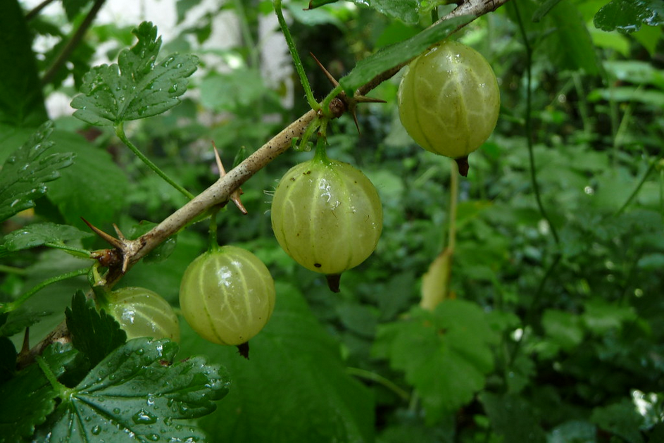 una passeggiata fruttuosa, stamattina... ho raccolto l’uva spina; poco conosciuta e scarsamente impiegata nella cucina di tutti i giorni, è un alimento da riscoprire e imparare a conoscere poichè ricco di proprietà e benefici. Vitamine e antiossidanti consentono di favorire il transito intestinale, contenere i picchi glicemici, curare la salute della pelle e gravi malattie dovute alla degenerazione cellulare. Sempre grata alla natura!!!
