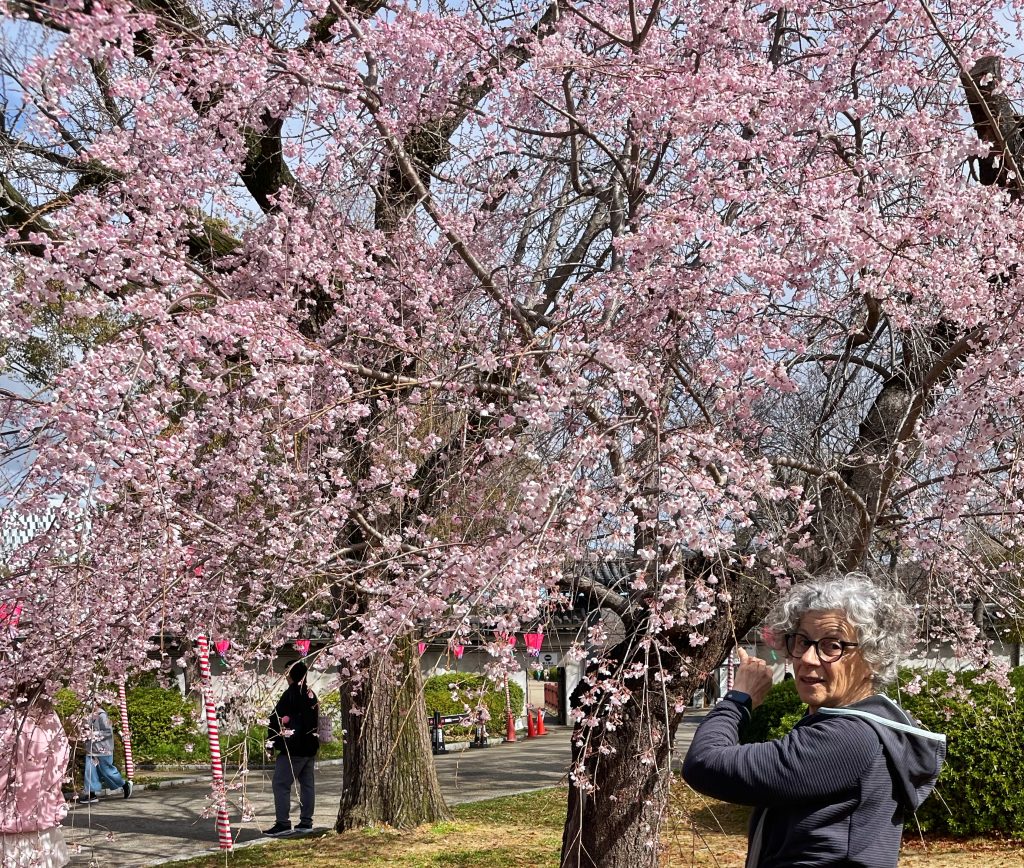 Osservare la natura, i sakura quest’anno mi hanno regalato un’esperienza meravigliosa… l’hanami. Sognavo di vederlo da tutta la vita.