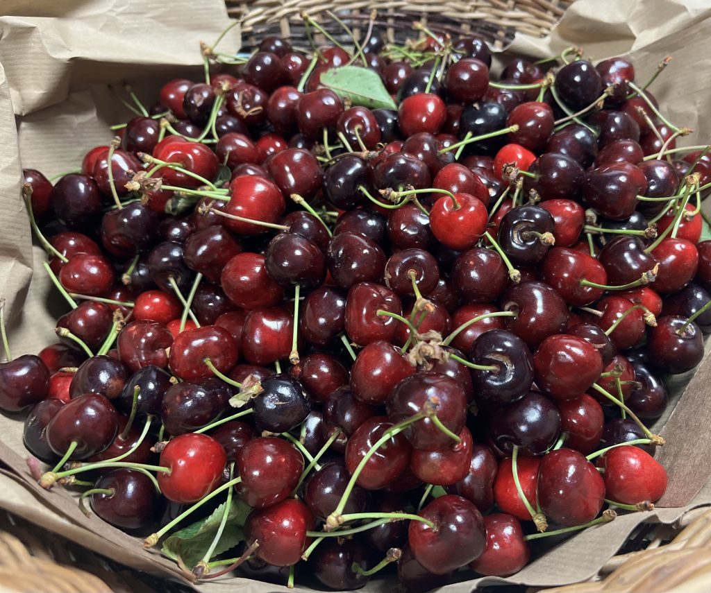 La nostra destinazione del benessere di domenica era un azienda di Vignola famosa per la sue ciliegie, ne abbiamo raccolto 5 kg.