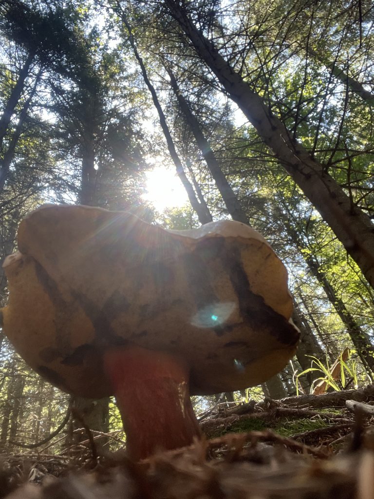 Andare in boschi per raccogliere i funghi, ma ne trovo tanti non commestibili.
