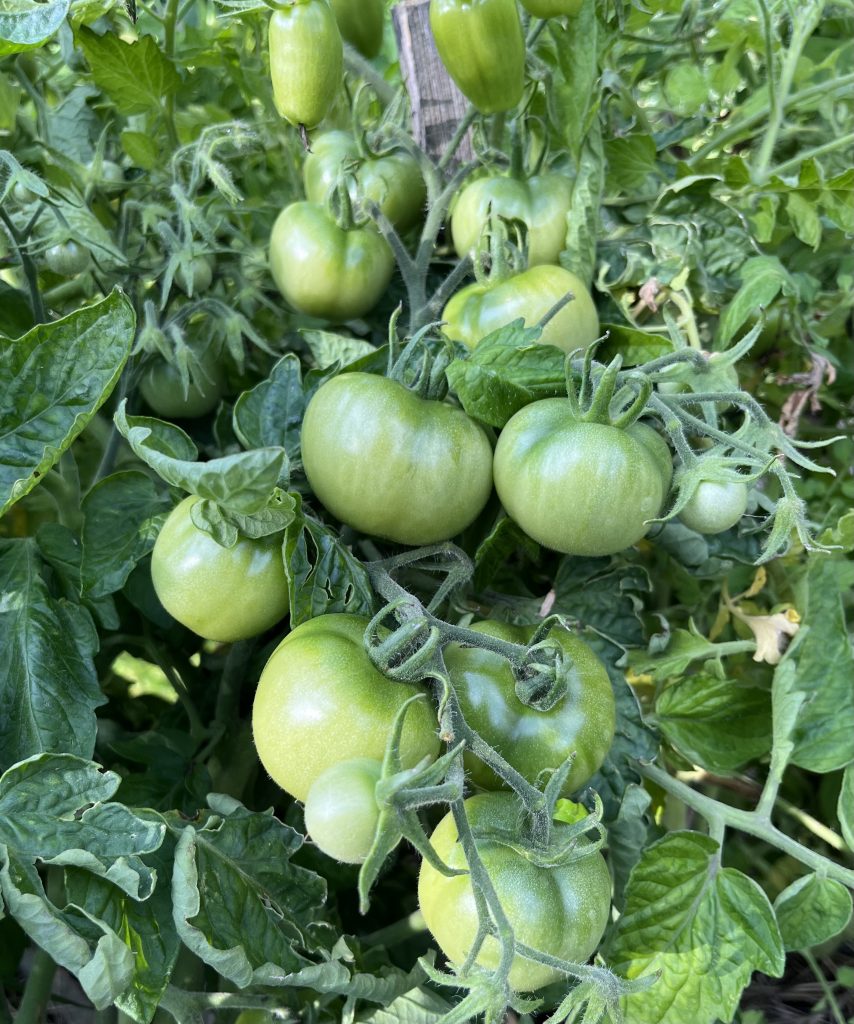 Non rimane che aspettare che si maturino i miei pomodori dell’orto