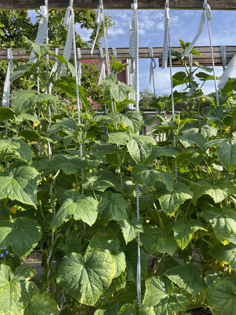 Mi piace coltivare frutta e verdura nel mio orto. Nella foto ci sono dei cetrioli