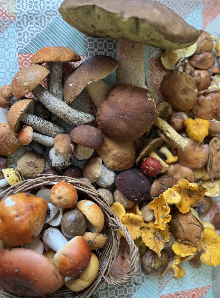 Raccogliere i funghi
