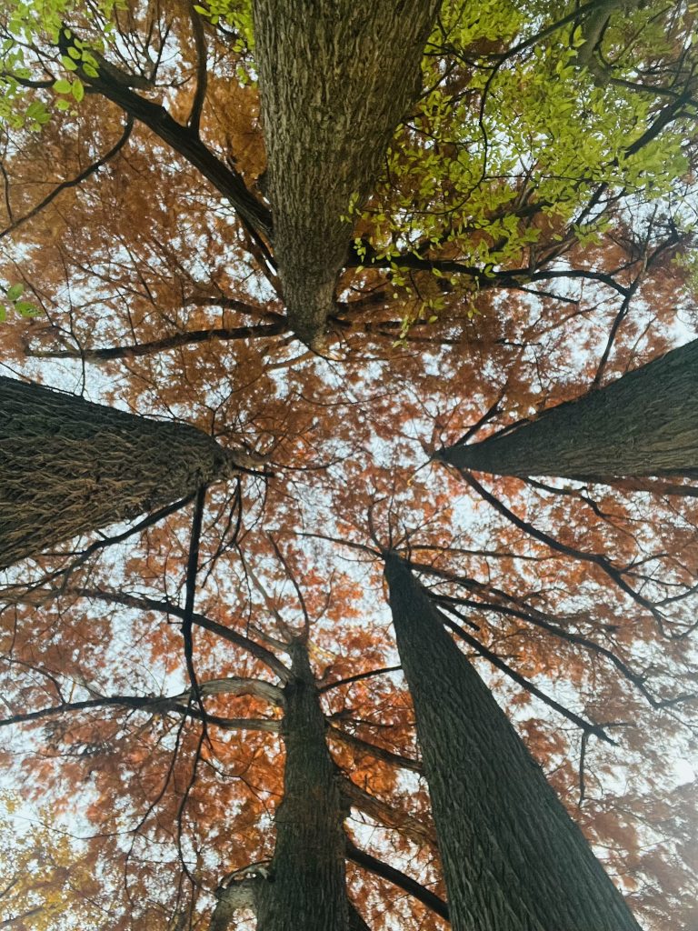 Alzare la testa e con gli occhi cercare il cielo blu tra le foglie gialle e arancioni. Fogliage in Villa Ombrosa