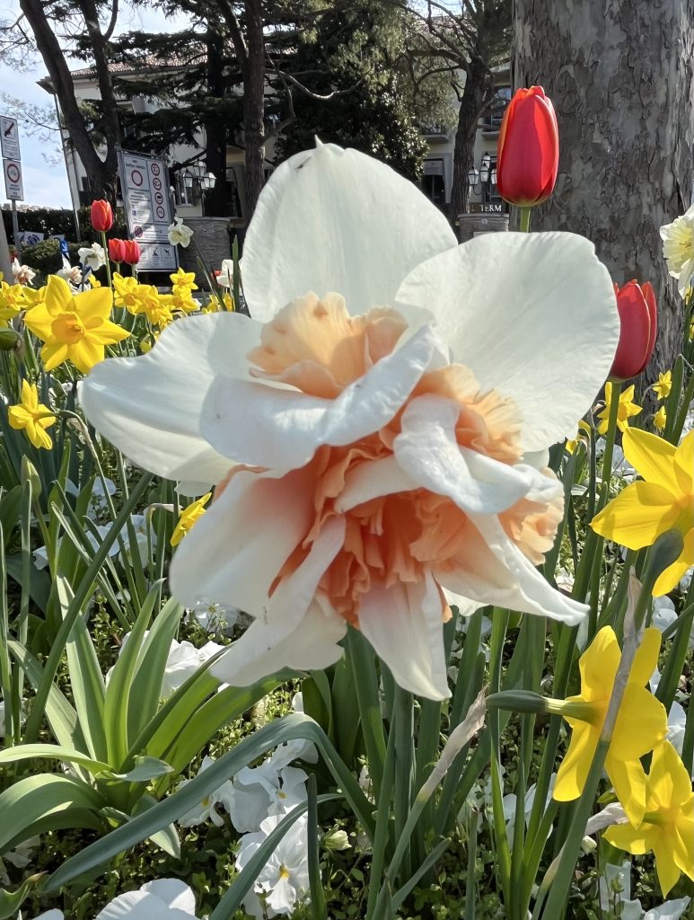 Le aiuole dí Sirmione sono stupende: narcisi, tulipani, violette e margherite! La primavera è in arrivo..
