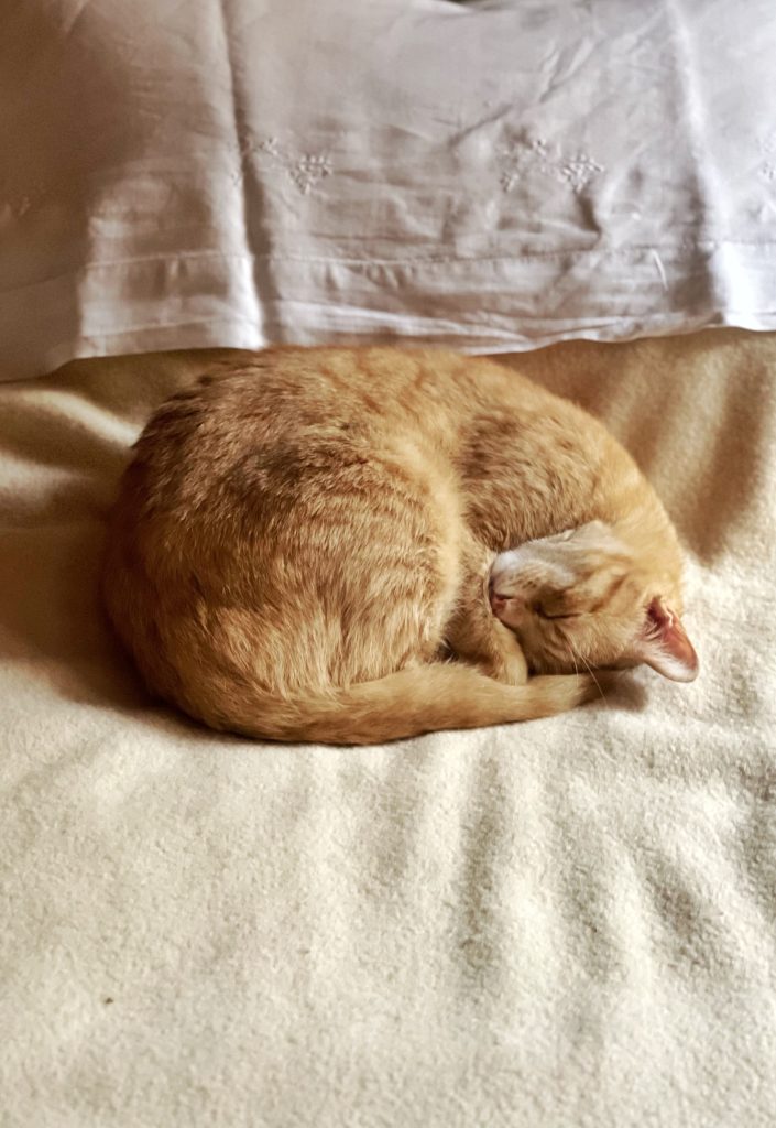 Contemplare il mio gatto mette dorme, sereno