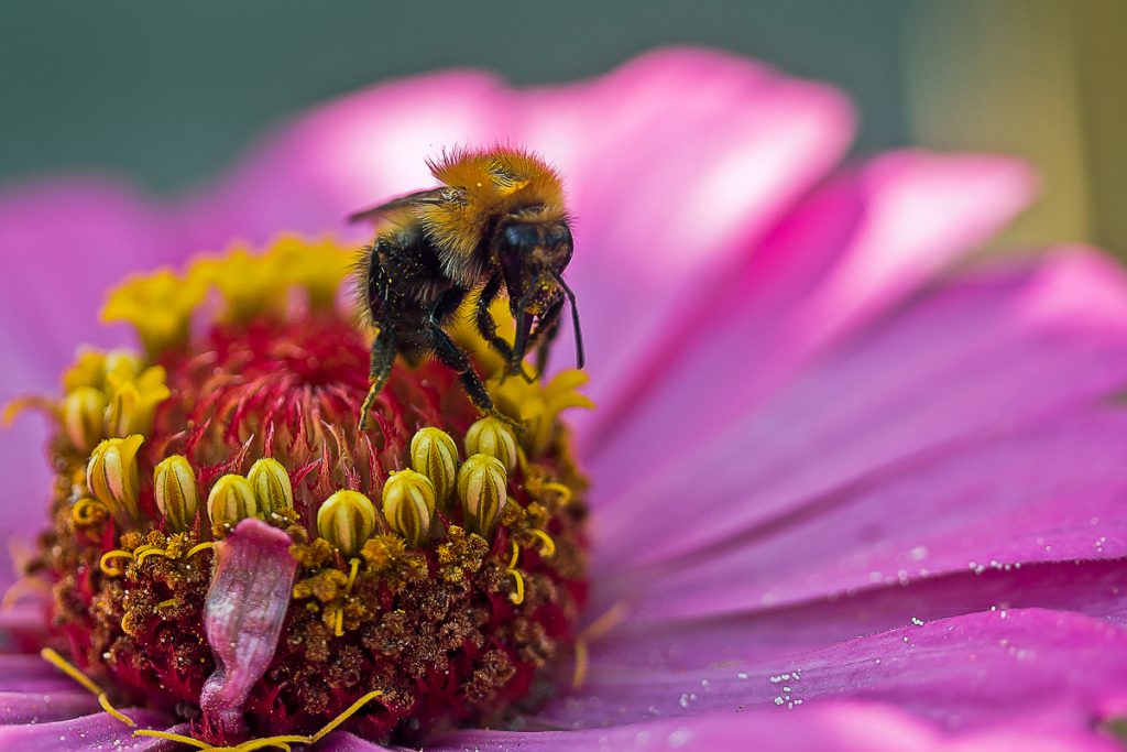 Lasciati ispirare dal lavoro delle api, ogni piccolo sforzo conta per un futuro fiorito.