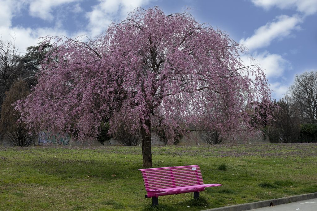 la panchina dedicata da "Salute Donna" e l'albero sembra ringraziare con la sua fioritura