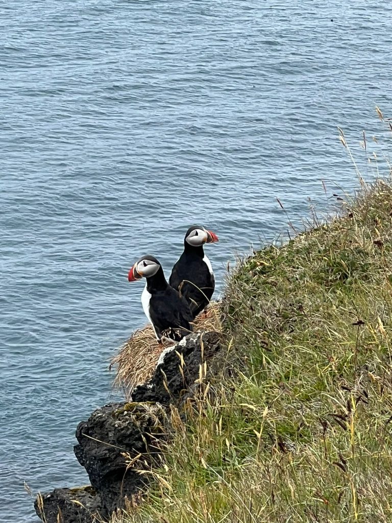passeggiare vicino al mare e poi accorgermi che 2 puffins mi stanno guardando .. che meravigliia !!