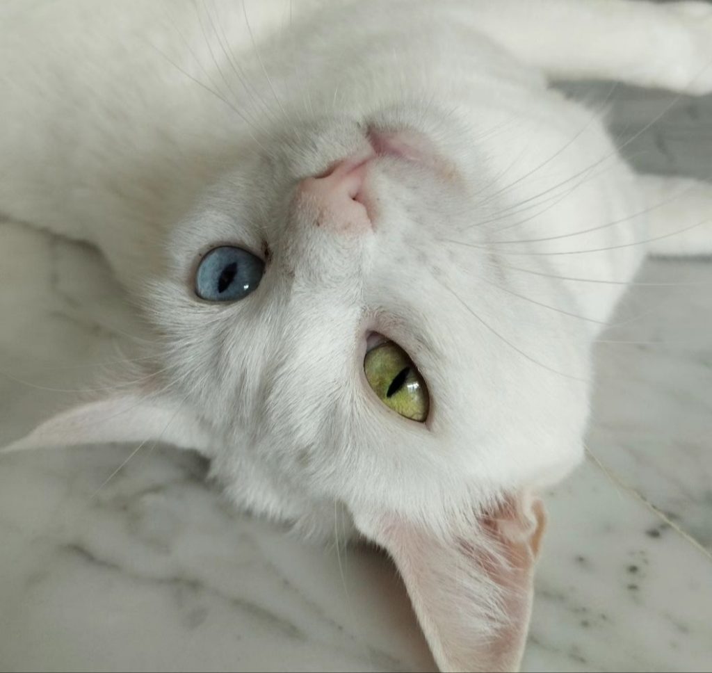 Tilde che mi osserva con i suoi occhioni colorati