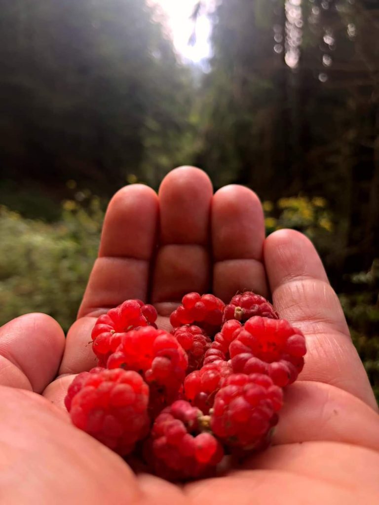 Cogliere con mano i frutti di bosco è un'esperienza che unisce benessere fisico e mentale. La natura offre questi piccoli tesori ricchi di antiossidanti, vitamine e fibre, che fanno bene al corpo, mentre il semplice atto di raccoglierli a mano può essere un'esperienza meditativa, che favorisce il relax e la connessione con l'ambiente naturale. Un momento perfetto per ricaricare corpo e mente