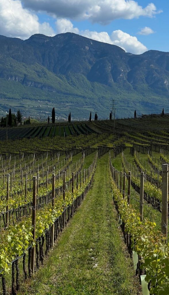 Perdermi con lo sguardo tra i vigneti che mi hanno vista bambina,che mi hanno vista crescere