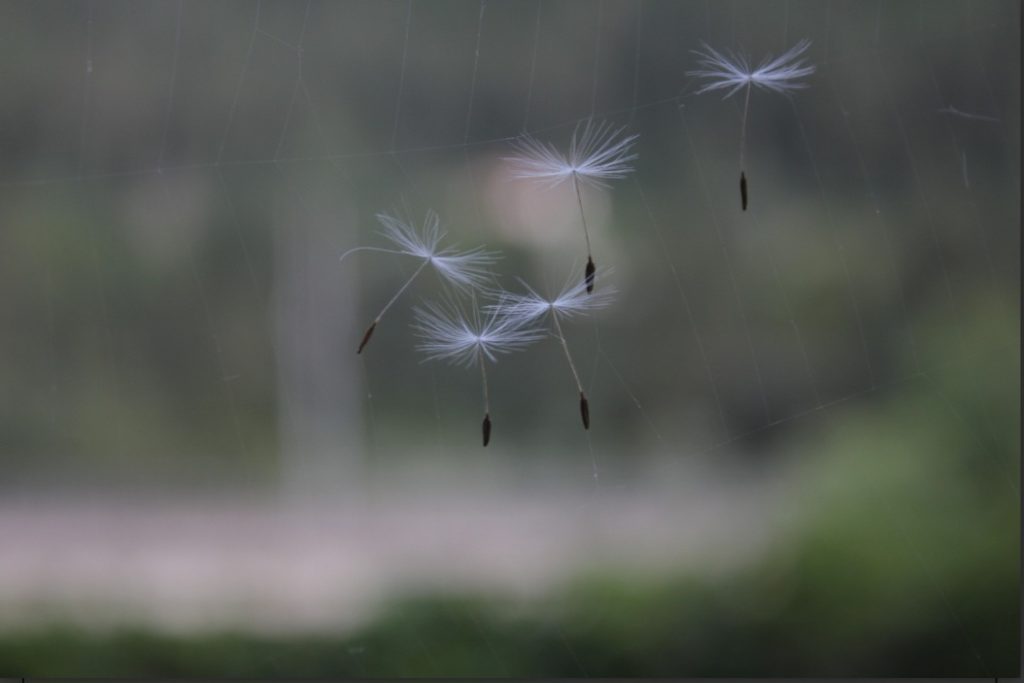 Il mio benessere è credete,pensare che i soffioni, con i loro delicati ciuffi bianchi, fluttuano nell'aria, portando i sogni lontano con ogni soffio di vento