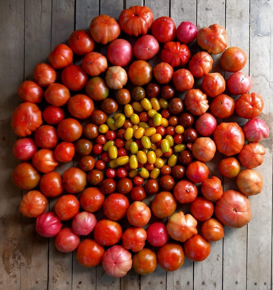 Coltivare un orto o mangiare cibi freschi, non trattati, è un atto che celebra la bellezza della natura e il rispetto per essa. È come creare un'opera d'arte in cui ogni pianta, ogni fiore, ogni frutto è una parte di un quadro più grande che contribuisce al nostro benessere fisico e mentale.
