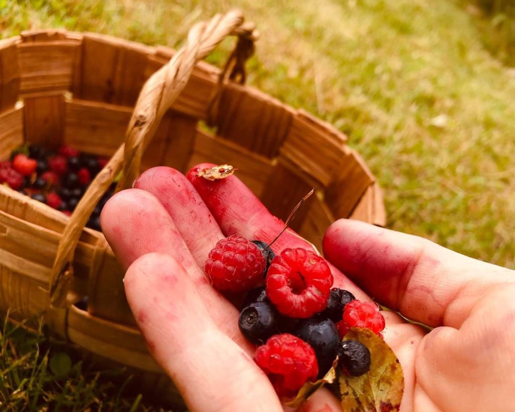 Raccogliere frutti di bosco è un ritorno alle radici, un'immersione nella natura che rigenera l'anima
Ogni bacca raccolta è un dono della natura che porta con sé salute e serenità