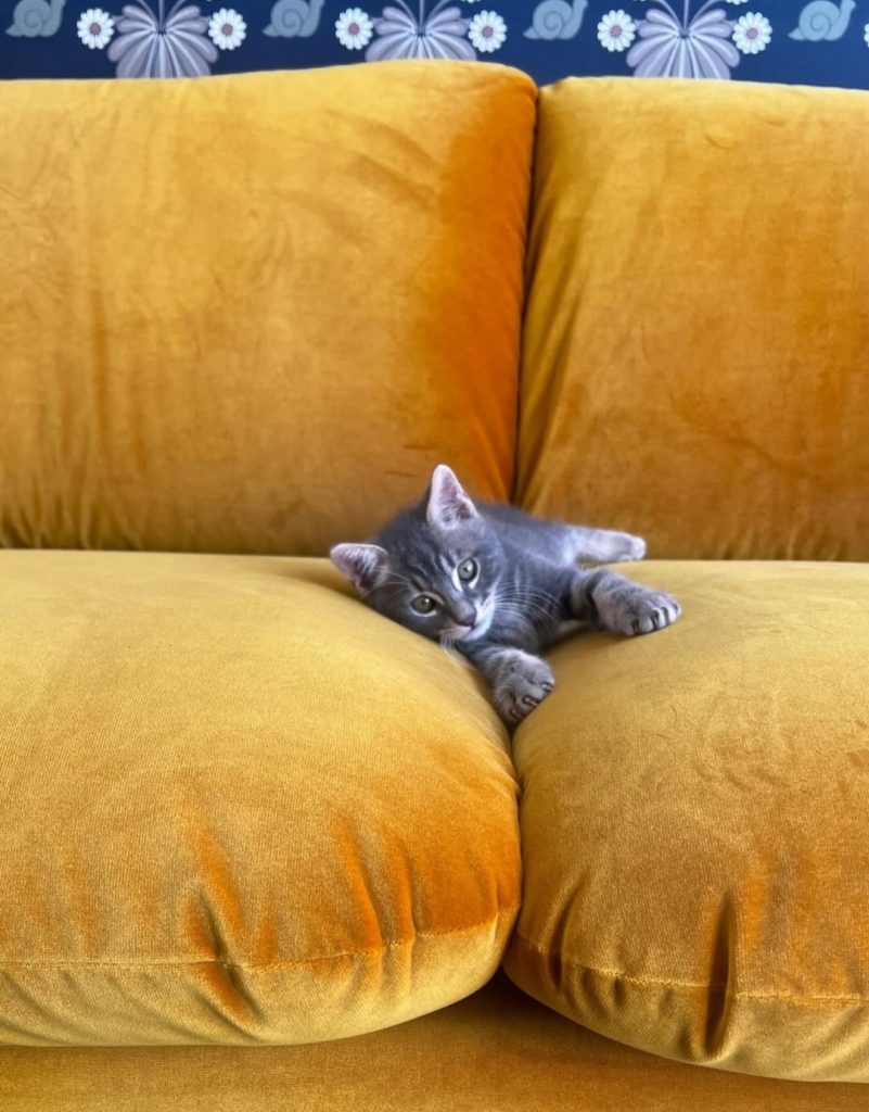 Il vero benessere?
Un gatto che fa le fusa mentre ti guarda con amore