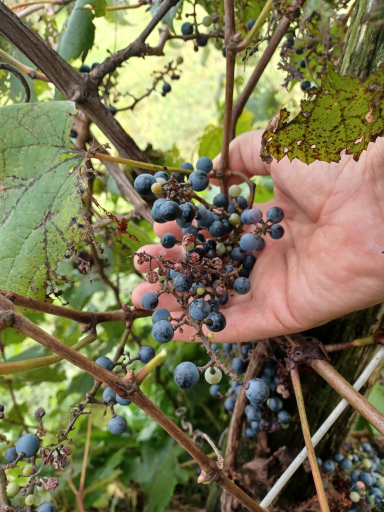 il profumo dell'uva selvatica con quel gusto aspro e acidulo che mi ricorda l'infanzia e i pomeriggi nell'orto del nonno