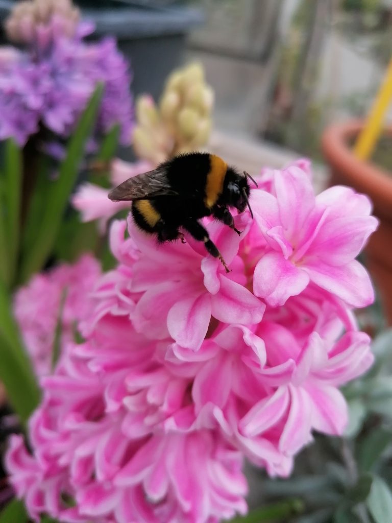 Restare estasiata a guardare come lavora il bombo. Un piccolo esserino peloso indispensabile per il nostro ecosistema.