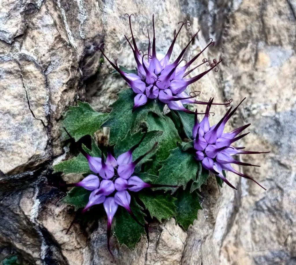 rocce, ghiaie... lo sguardo rivolto verso l'alto... ad un certo punto imbattersi in uno tra i più belli e vistosi ornamenti delle rupi verticali: il Raponzolo di roccia o Raponzolo chiomoso, che meraviglia!!!